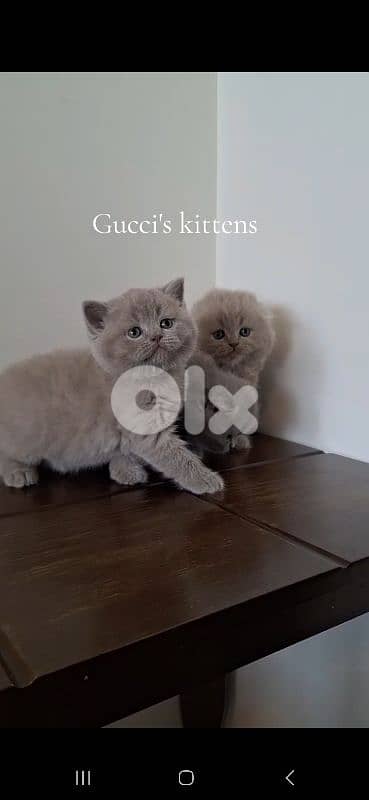 British shorthair & Scottish fold kittens for Sale 3