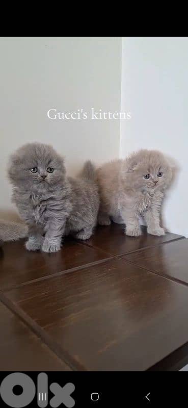 British shorthair & Scottish fold kittens for Sale 4