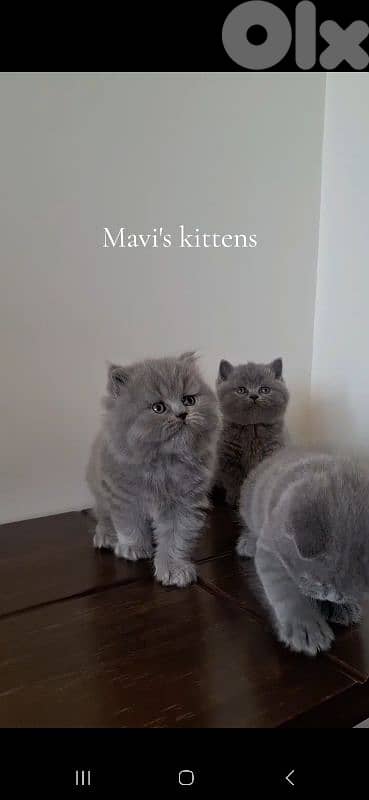 British shorthair & Scottish fold kittens for Sale 15