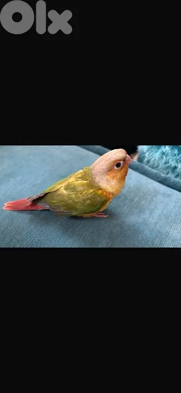 conure 5 months old فاطم