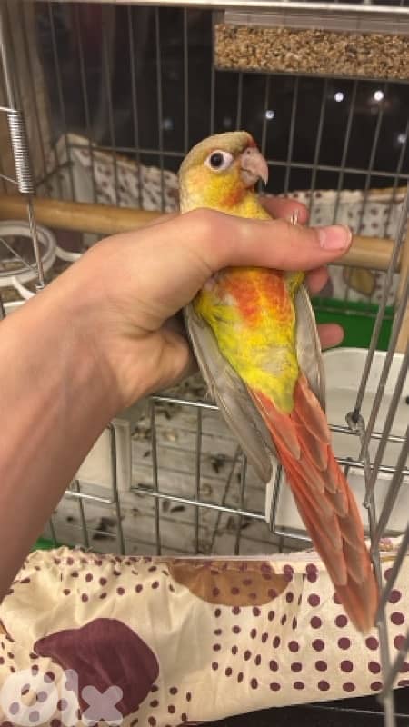 conure 5 months old فاطم 4