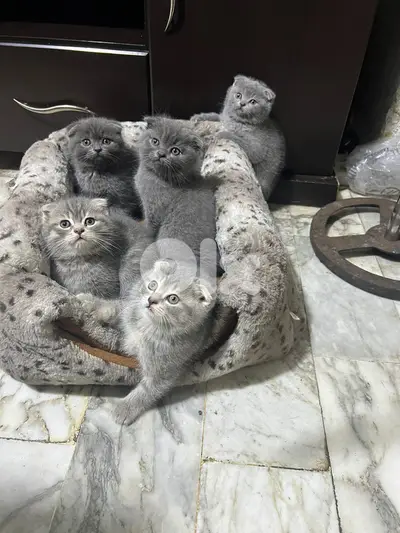 Scottish fold kitten