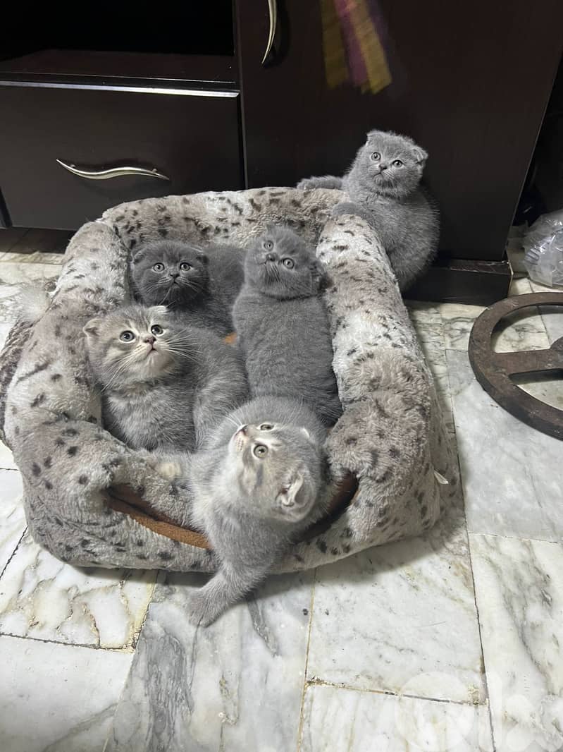 Scottish fold kitten 1