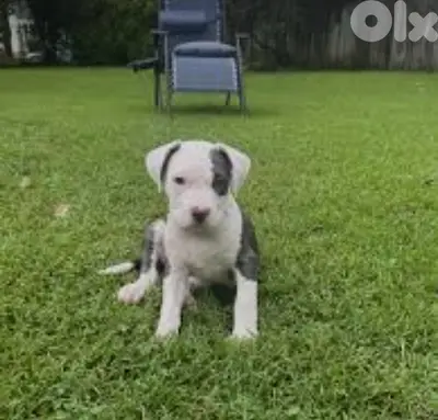 pitbul male and female