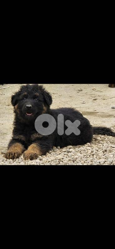 german shepered 0
