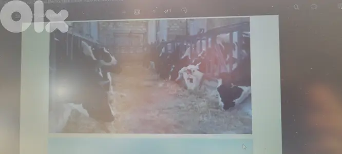 Cows Farm for sale in operation in Deir el Ahmar.