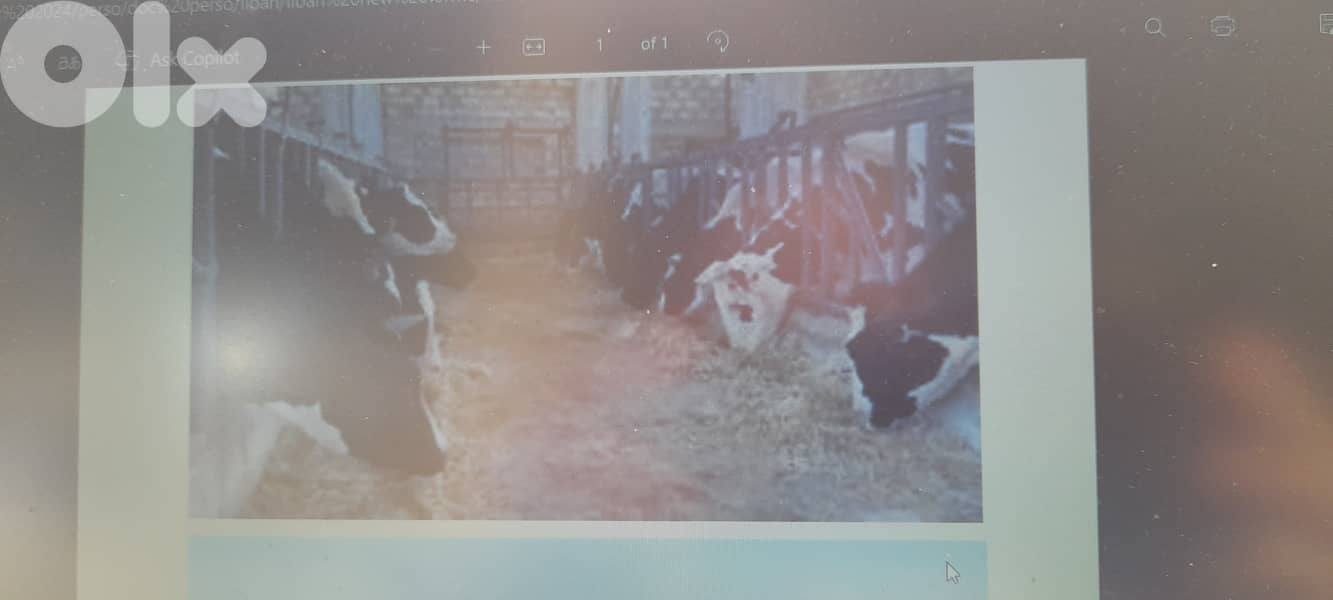 Cows Farm for sale in operation in Deir el Ahmar. 0