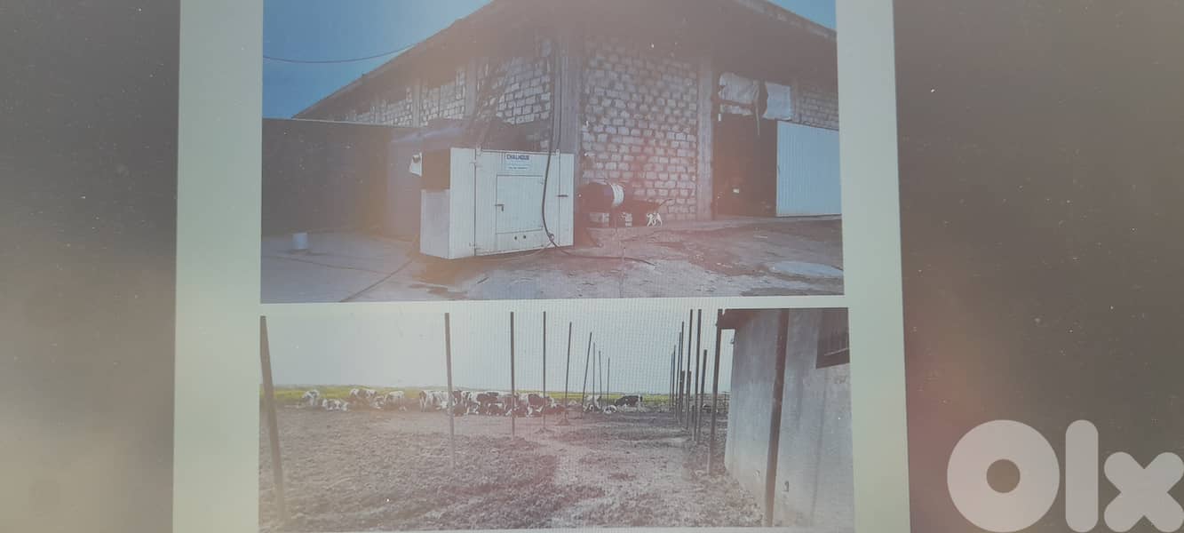 Cows Farm for sale in operation in Deir el Ahmar. 2