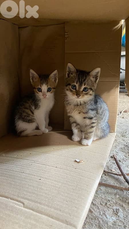 Cats for adoption 4