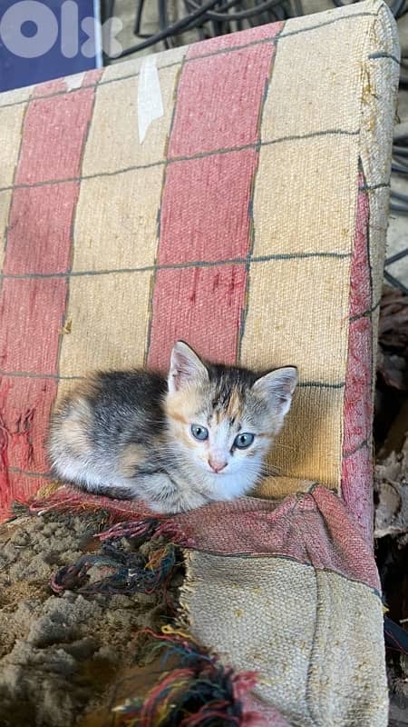 Cats for adoption 6