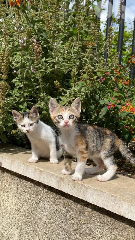 Cats for adoption 2