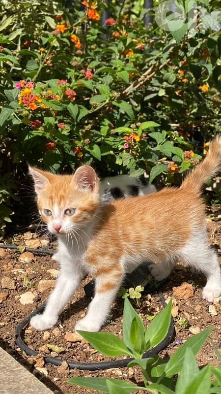 Cats for adoption 0
