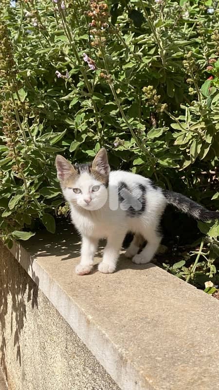 Cats for adoption 3