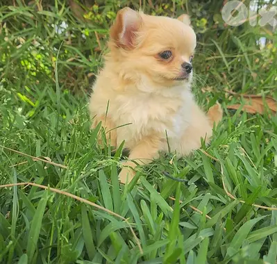 chihuahua
