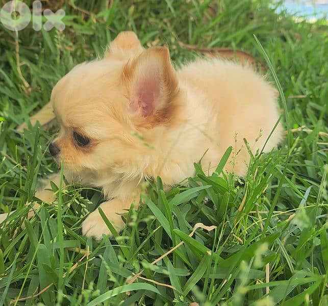 chihuahua 2