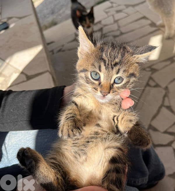 Domestic shorthair kitten 2