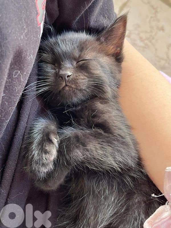 Domestic shorthair kitten 6