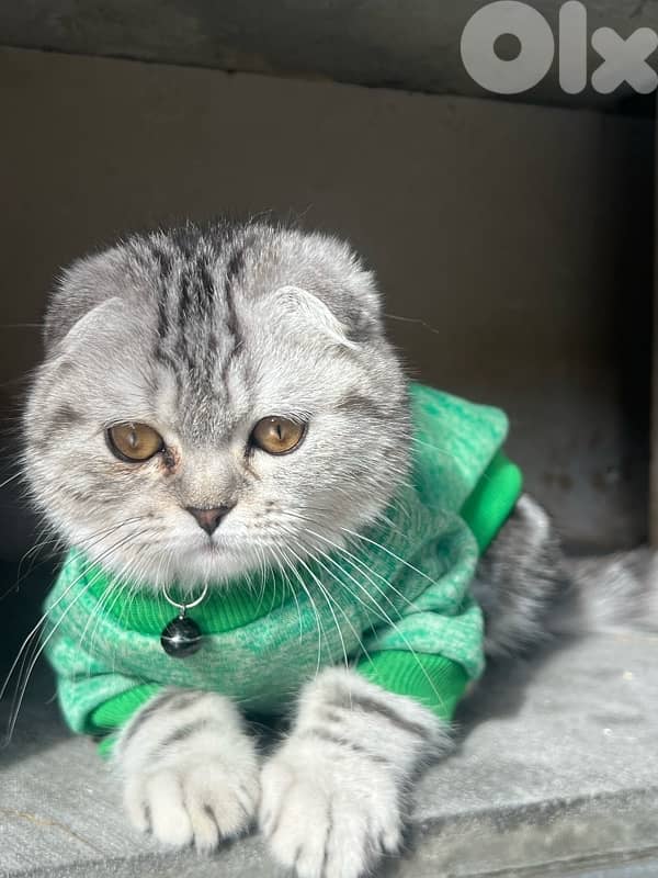 scotsh fold white femal gray male 0
