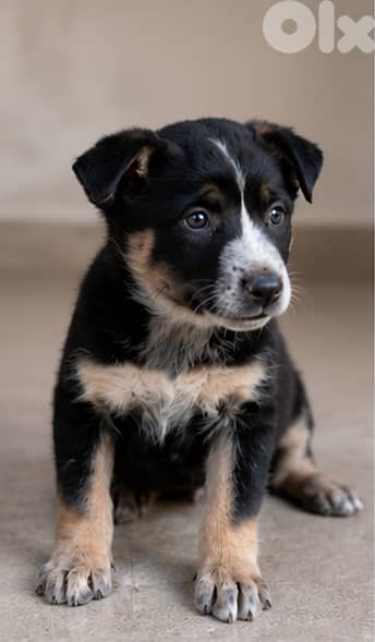 Puppy (Female) German Shepherd + Malinois 0