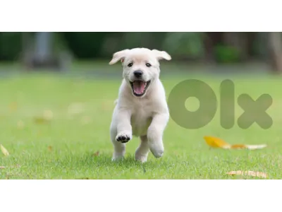 Puppy for Sale