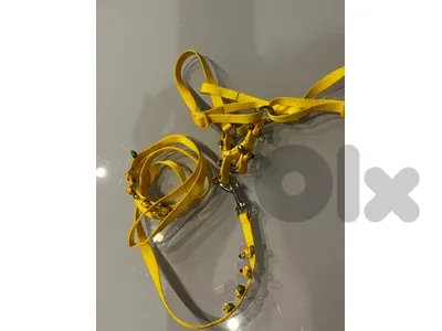 cat dog leash