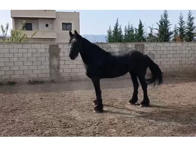 فيريزيان للبيع كلاس A