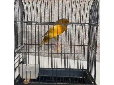 canary yorkshire female intensive كنار يورك