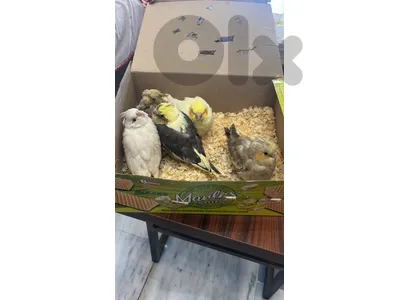 cocktail birds   كروانات تزقيم