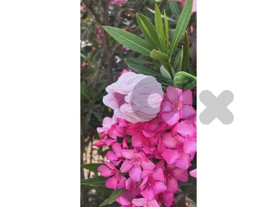 tulip flower