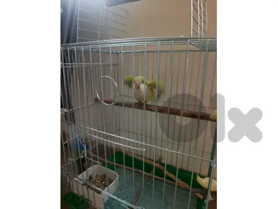 quacker