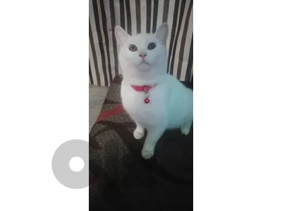 for adoption