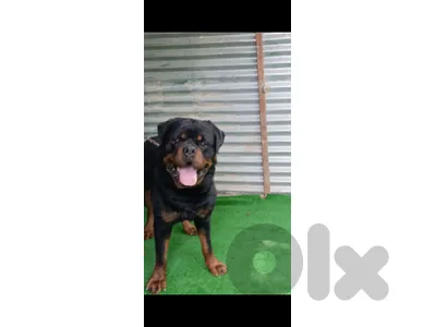 rottweiler serbian