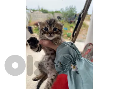 kitten