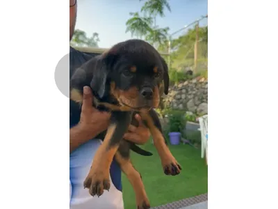 Best Rottweiller in lebanon
