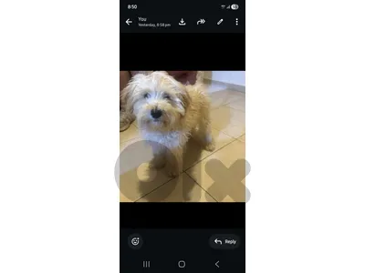 Mixed Maltipoo
