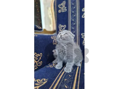 للبيع
