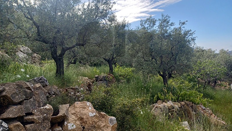 lands for sale in Douma "أرض لقطة في دوما