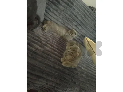 male and female for sale