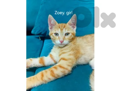 kittens for adoption