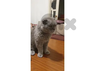 cat for adoption