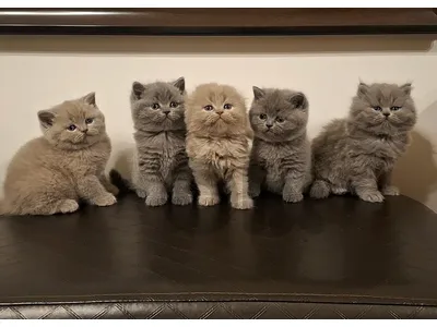 British short-hair & Scottish fold for sale