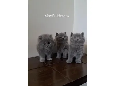 British short-hair & Scottish fold for sale