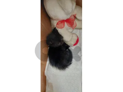 kitten for adoption