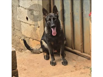 Puppies German shepherd  working sable