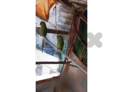 2دره2ريد رام