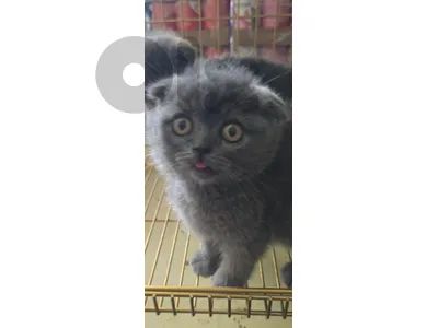 scottish fold