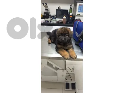 GSD Big paws for sale
