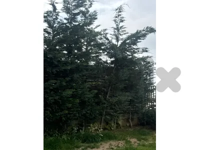 عرض ساخن 41 🔥  شجرة ليلاند للبيع – 3 متر 🌳 مع العديد من النباتات والزهور 🌸�