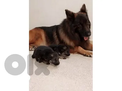 german shepherd