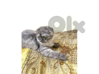 cat for sale